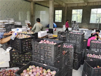 新羅區最大芙蓉李收購集散中心 扶農助農打造產供銷一站式服務，助力農副產品銷售騰飛